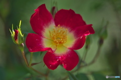 近くの大きな公園の薔薇　ろ