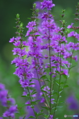 知人の庭の花　　Ⅲ