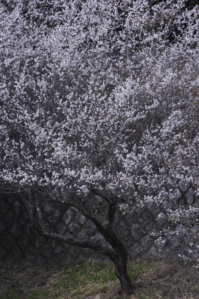 車で探した白梅紅梅　壱