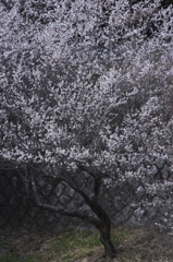 車で探した白梅紅梅　壱