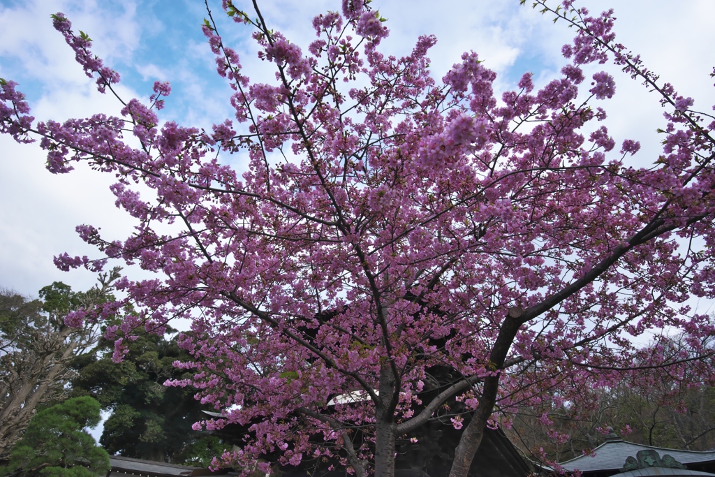 春爛漫の桜色　七