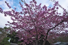春爛漫の桜色　七