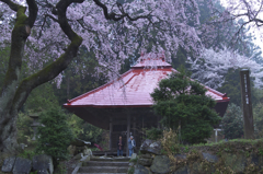 郡山の桜　い