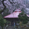 郡山の桜　い