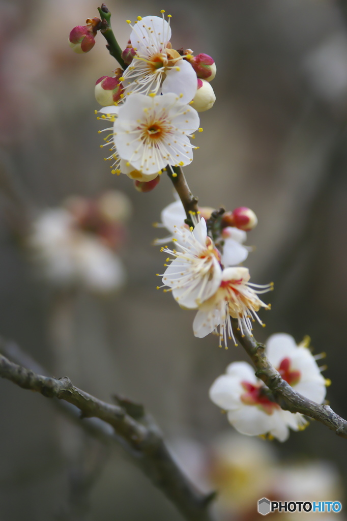 公園の白梅