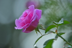 雨上がりのバラ　い
