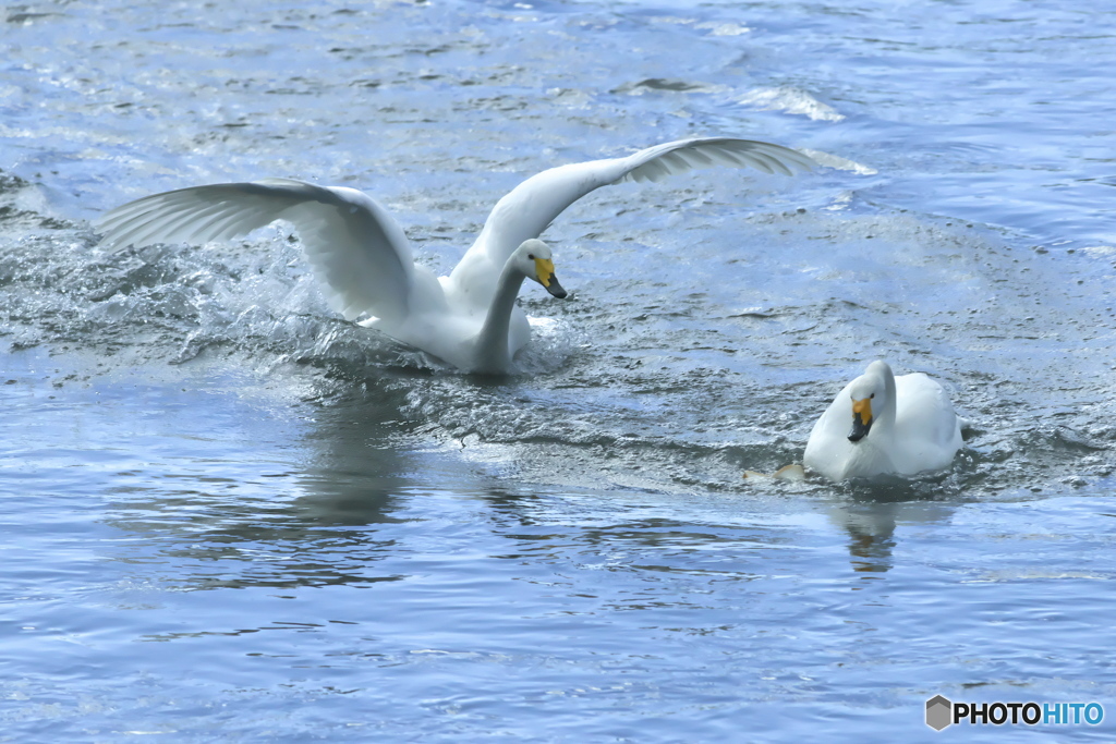 清流の白鳥