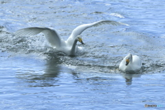 清流の白鳥