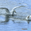 清流の白鳥
