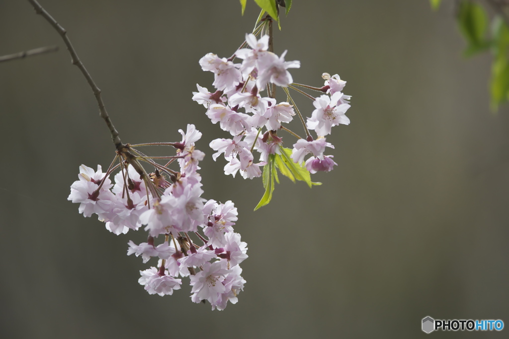 沓掛峠の山桜
