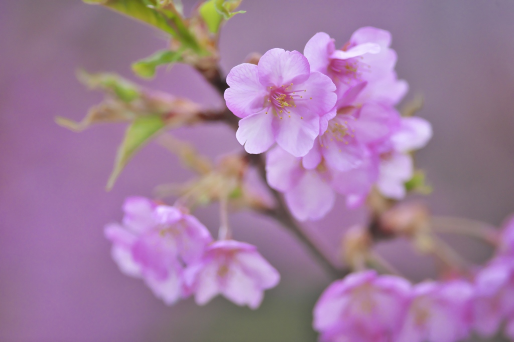 雨引観音樂法寺の桜　（　い　）