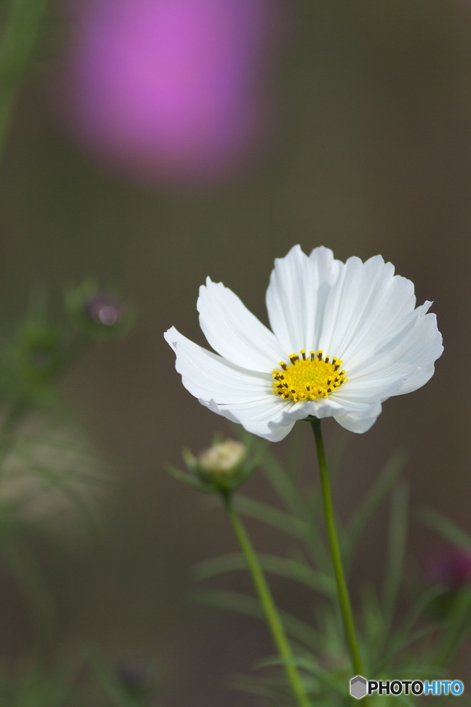 コスモス