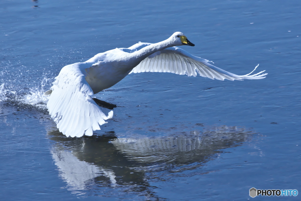 名残り惜しい白鳥達　(^^♪