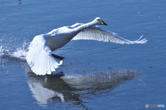 名残り惜しい白鳥達　(^^♪