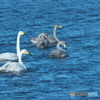 幼鳥も飛来