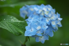 雨引観音の紫陽花　　い
