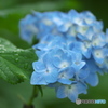 雨引観音の紫陽花　　い