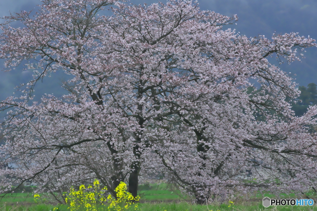 桜川の桜