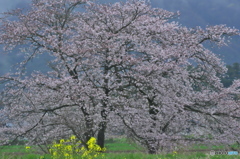 桜川の桜