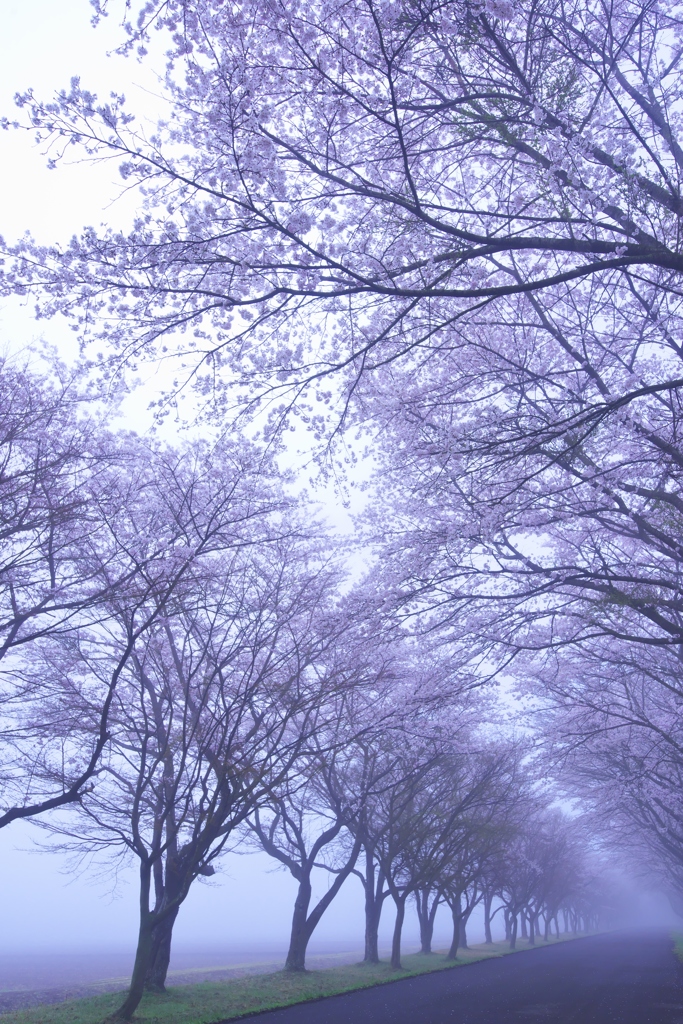 霧の桜並木