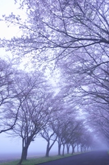霧の桜並木