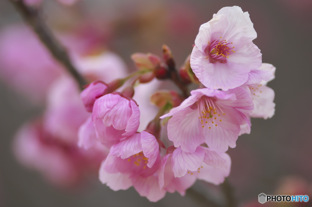 公園の桜