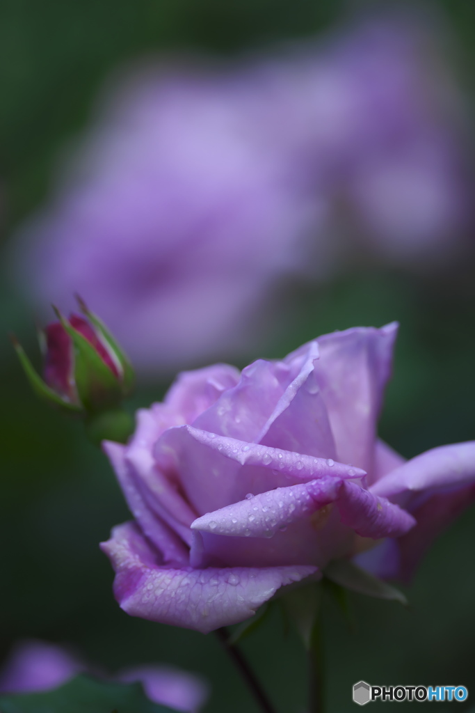 近くの大きな公園の薔薇　い