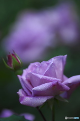近くの大きな公園の薔薇　い