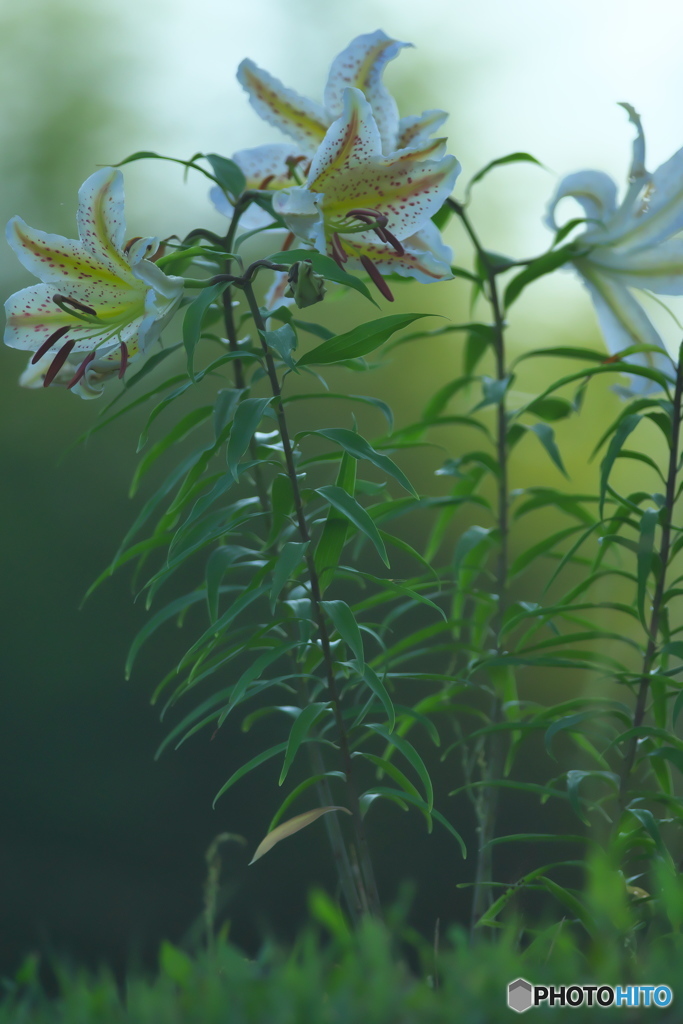 早朝のヤマユリ　　Ⅲ