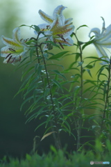 早朝のヤマユリ　　Ⅲ