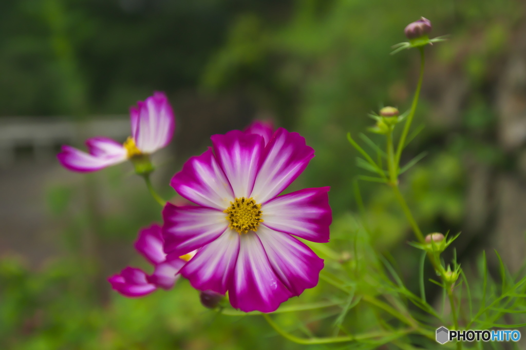 山間のコスモス　♫