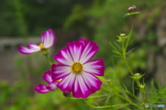 山間のコスモス　♫