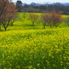 菜の花