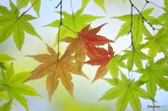 紅葉
