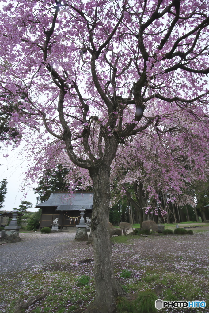 小雨の枝垂れ桜