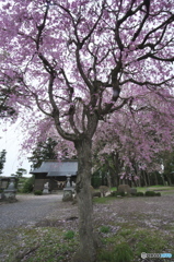 小雨の枝垂れ桜