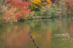 公園の秋　イ