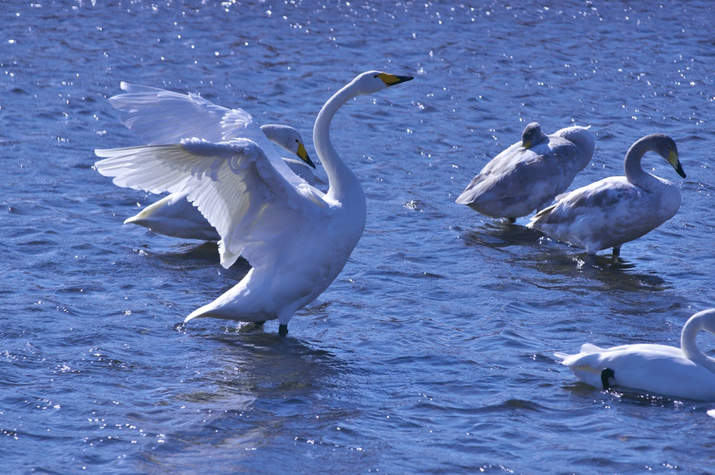 北へ帰って行った白鳥　壱