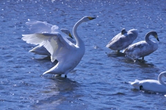 北へ帰って行った白鳥　壱