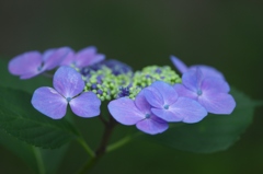雨引観音の紫陽花　壱