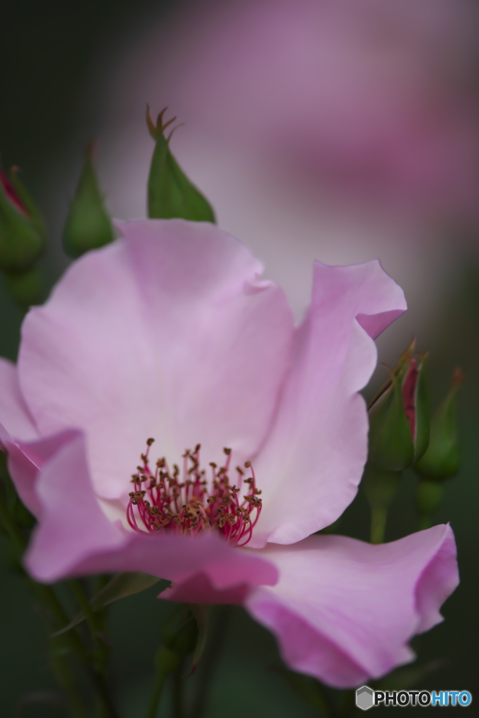 ピンクの薔薇　 ハ