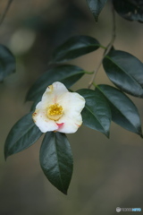 公園の椿
