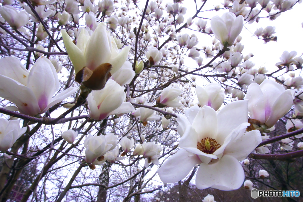 花満開　(^^♪