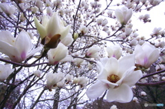花満開　(^^♪