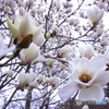 花満開　(^^♪