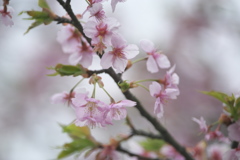 公園の桜