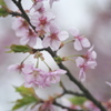 公園の桜