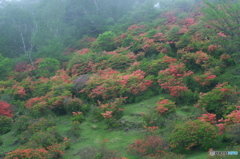 霧の赤城山