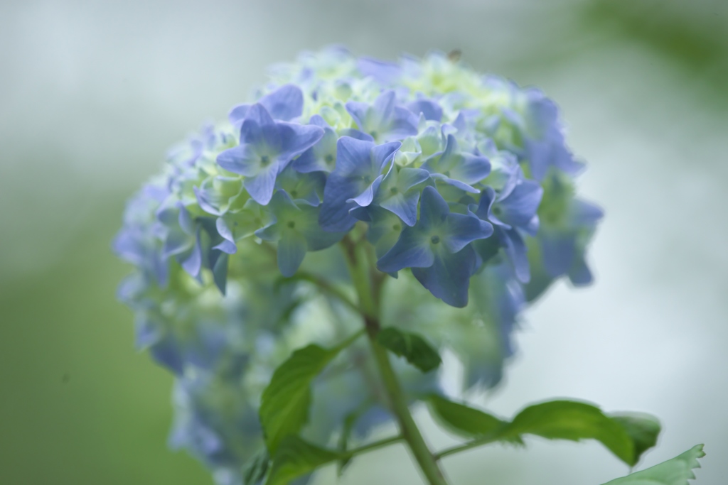 雨引観音楽法寺のアジサイ　参