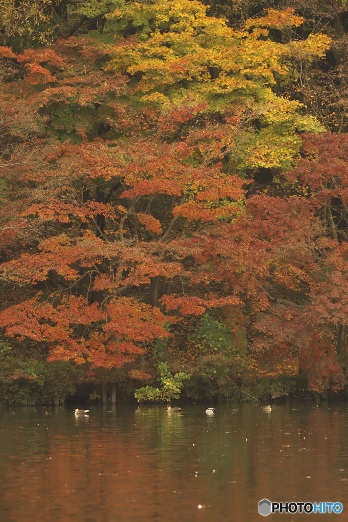 紅葉